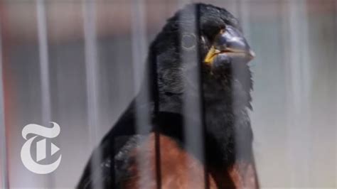 queens bird hunter|Queens, NY, US .
